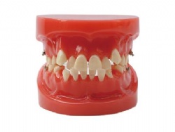 HG-B1 ORTHODONTIC MODEL