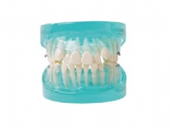 HG-B2 Orthodontic Model