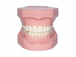 HG-B3 Orthodontic Model