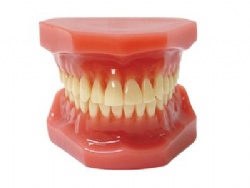 HG-B6 Orthodontic Model