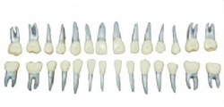 HG-B11-01 Orthodontic Teeth