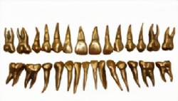HG-B11-02 Morphology of Metal Teeth