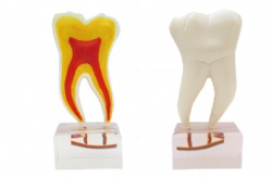 HG-C20 Anatomy Teeth Model