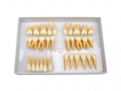 HG-D2 Twice Permanent Teeth Model