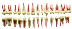 HG-D3 Twice Dental Pulp anatomical Model