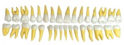 HG-D5 15 times Separated Soft Teeth Model