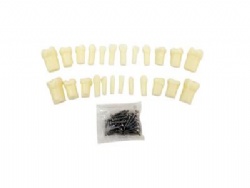 HG-D6 Child Teeth with Straight Roots