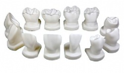 HG-D14 Teeth Fom Model