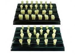 HG-D15 Special Teeth Preparation