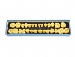 HG-D19 4 Tims Permanent Tooth Model
