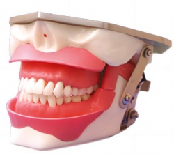 HG-E12 Anesthesia Extraction Model