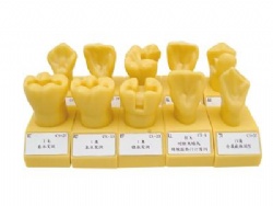 HG-G10 4Times Single Color Cavity Preparation Model