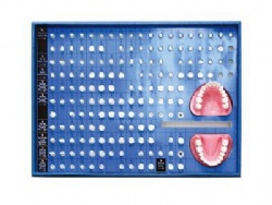 HG-G14 Teeth Preparation Model