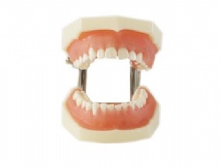 HG-L1 Gingival Diseases Model