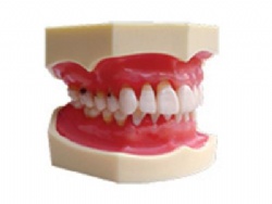 HG-L3 Periodontal disease model