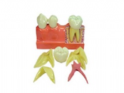 HG-M4-01 4 Times decomposition model