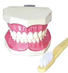 HG-N9 Teeth Brushing Model