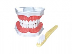 HG-N10 G-shaped brushing model