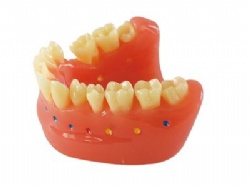 HG-N13 Tooth gap brush model