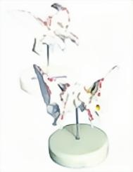 HG-P3 Anatomic Sphenoid Model