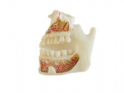 HG-P4 Upper Jaw & Mandible Model