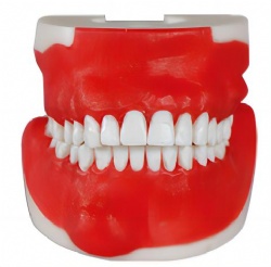 HG-P9 Synthetic Training Model For Oral Surgery