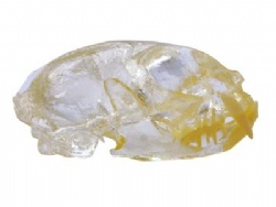HG-R1-01 Stereoscopic cat