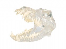 HG-R2-01 Stereoscopic dog