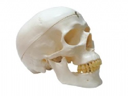 HG-S1 Three part skull