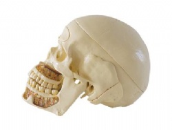 HG-S2 Ten parts of the skull