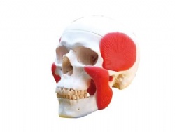 HG-S5 Muscle skull
