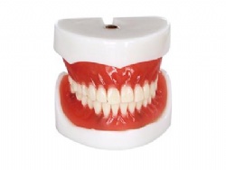 HG-T21 Complete denture model
