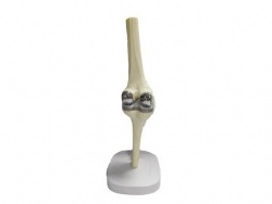 HG-V1 Knee joint